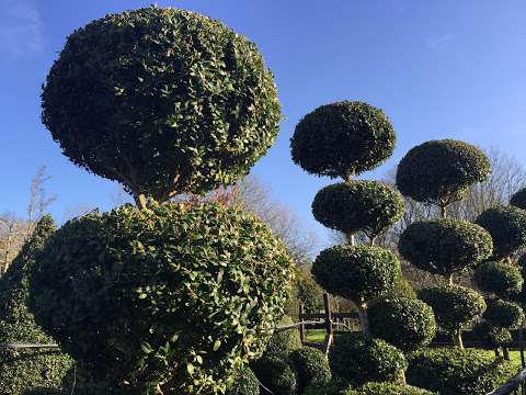 Crown Topiary photo